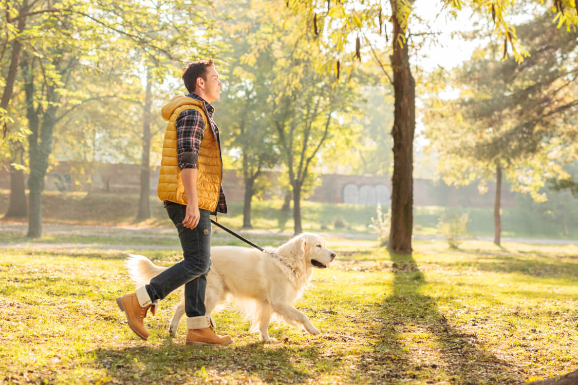 犬も歩けば棒に当たる の使い方や意味 例文や類義語を徹底解説 言葉の手帳 様々なジャンルの言葉や用語の意味や使い方 類義語や例文 まで徹底解説します