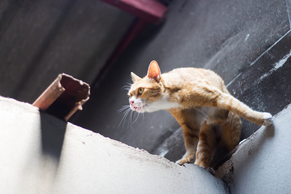 猫鼠同眠 の使い方や意味 例文や類義語を徹底解説 言葉の手帳 様々なジャンルの言葉や用語の意味や使い方 類義語や例文まで徹底解説します